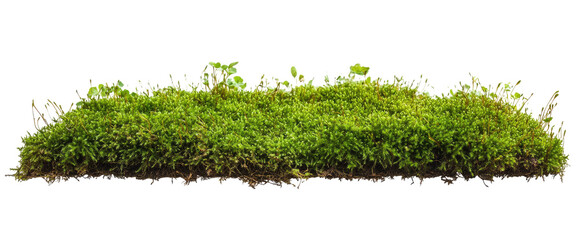 Isolated Moss Patch on Ground