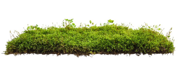 Isolated Moss Patch on Ground