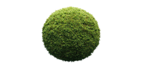 Green moss sphere, isolated on transparent background