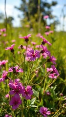 Wild dianthus flowers swaying in the breeze with sunshine, wild, nature, blooming