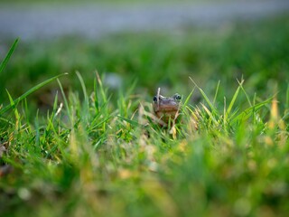 Obraz premium Frog in long green grass