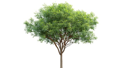 Obraz premium An object or item is isolated on a clean white background, with a clipping path applied to clearly define its shape. The image also features a full depth of field, which enhances the sharpness and det