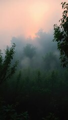 Obraz premium Misty dawn breaks through delicate green foliage, misty, darkness