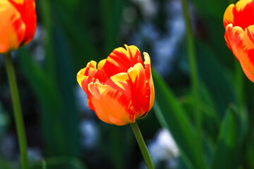 red and yellow and pink tulip in park
