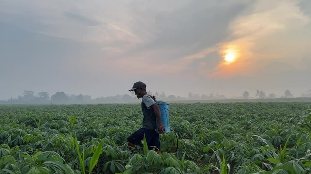 Farmers are spraying clay grass that interferes with the growth of cassava plants.