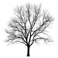 Fototapeta premium Silhouette Tree: a captivating, high-contrast silhouette of a bare tree stands majestically against the sky. The starkness and delicate details of its branches create a striking visual. 