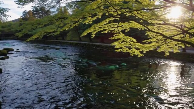 Kyoto Kifune River Dawn, Emerald Reflections