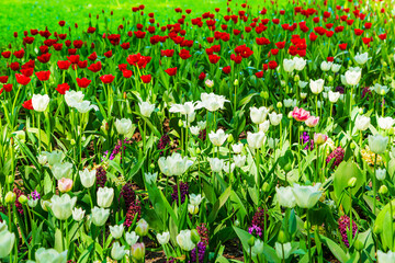 White and red tulips blooming in the park.