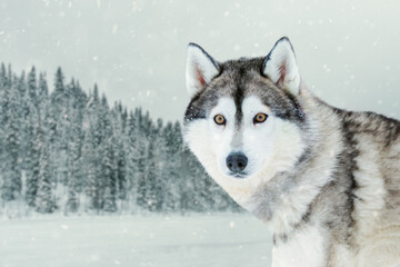 Portraits of a Siberian Husky with golden eyes.