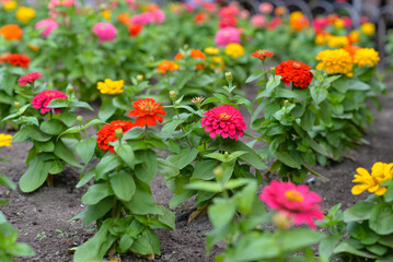Zinnia bloom. Flower bed in las Palmas de Gran Canaria