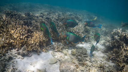 Fototapeta premium coral reef with fish