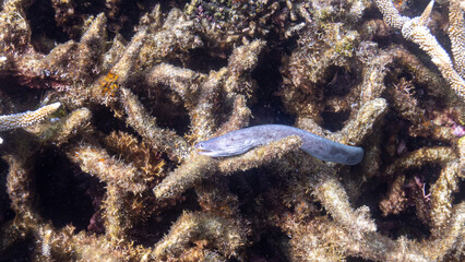 blue sea urchin
