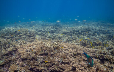 coral reef with fish