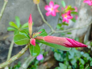 The buds of Adenium obesum flower and the blooming ones in the background