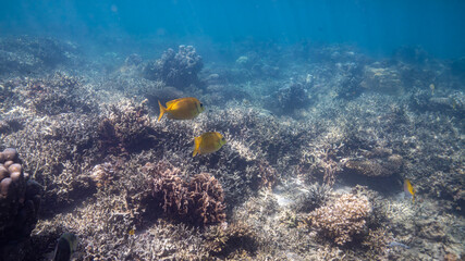 coral reef and fishes
