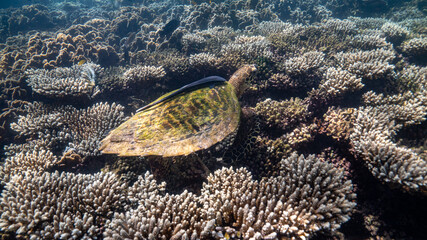 sea turtle in the sea