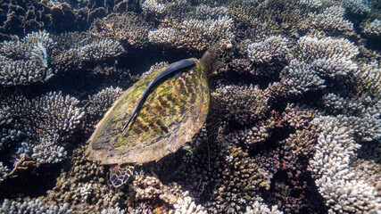sea turtle in the sea
