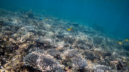 coral reef with fish