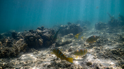 coral reef and fishes