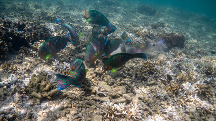 coral reef and diver