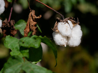 Cotton plant (Gossypium Hirsutum) in the botanical garden of Gran Canaria
