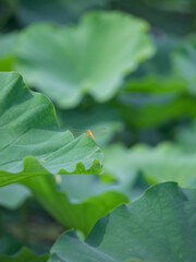 Dragonfly flying on lotus leaf