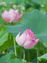 Lotus flowers in the lotus pond in summer