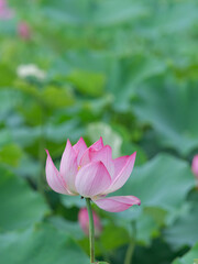 Obraz premium Lotus flowers in the lotus pond in summer