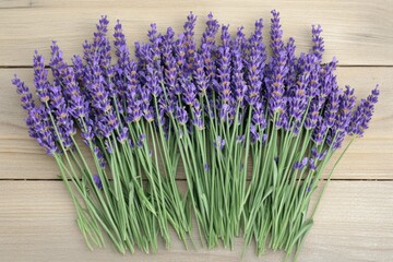 Fototapeta premium A bunch of lavender flowers with green stems. Used for decorative purposes and aromatic fragrance.