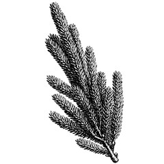 Naklejka premium Delicate illustration of a pine branch showcasing nature's intricate details and natural beauty