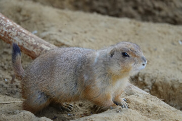 Prairie dog standing alert on sand. Its brown fur blends with the dry environment around it.