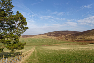Rough Pasture on the lower slopes of the Brown Caterthuns near to Brechin, with a wooden Picket Fence dividing the Fields.