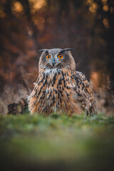 Eurasian eagle-owl (Bubo Bubo) in forest by autumn sunset. Eurasian eagle owl sitting on ground. Owl portrait.