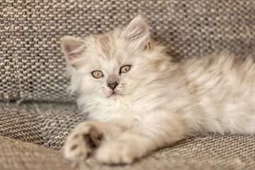 A cute silver tabby ragdoll crossbreed kitten playing with a cat toy on a couch