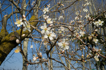 albero fiorito
