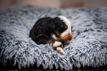 Adorable Puppy in Gdańsk - Two-Week-Old Puppy Resting in a Playpen. features a tiny two-week-old puppy peacefully resting in its safe and soft playpen. The delicate fur, closed eyes, and vulnerability