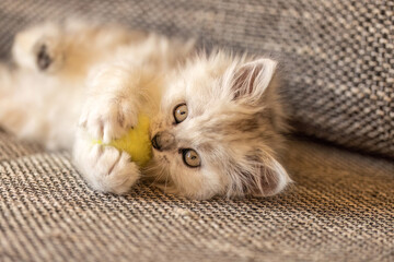 A cute silver tabby ragdoll crossbreed kitten playing with a cat toy on a couch