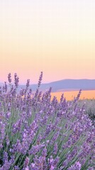 Obraz premium Serene Lavender Field Under Soft Sunset Sky in Pastel Hues
