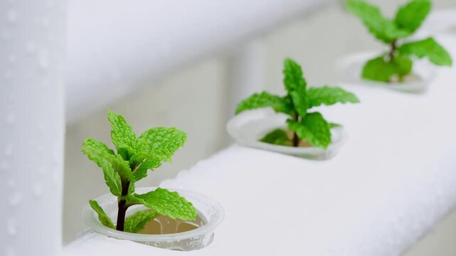 Close-Up of Mint in Hydroponic Farming.