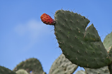 Figuier de barbarie feuilles et fruits