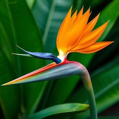 bird of paradise