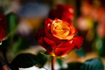 Fresh bright red-yellow roses .Background of colors. Concept of the holiday. Selective focus
