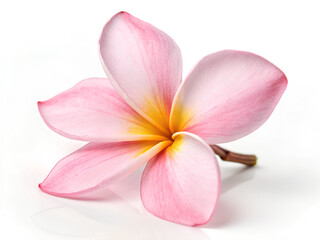 Pink plumeria flower with yellow center on white