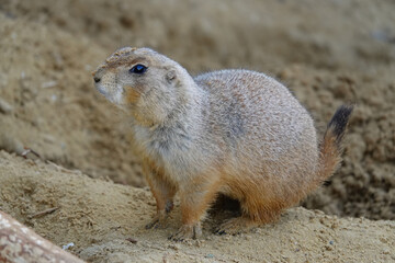 Prairie dog on alert, standing on sand. A small rodent with short tail in a natural habitat.