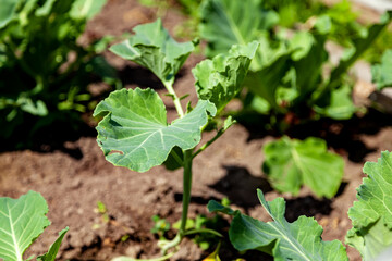 Young Cabbage Seedling in the Garden Bed