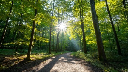Sunlight shines through trees on path in forest, nature background for wallpaper