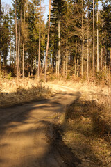 Path in the forest on a sunny spring day. Landscape.