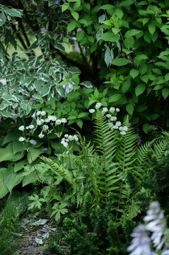 white astrantia blooming in summer garden, combination with male fern in shady place