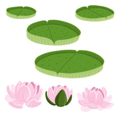 vector drawing Victoria Regia flowers and leaves, Victoria amazonica, water lily, hand drawn illustration