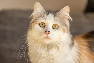 Head portrait of a beautiful longhair calico crossbreed cat indoors